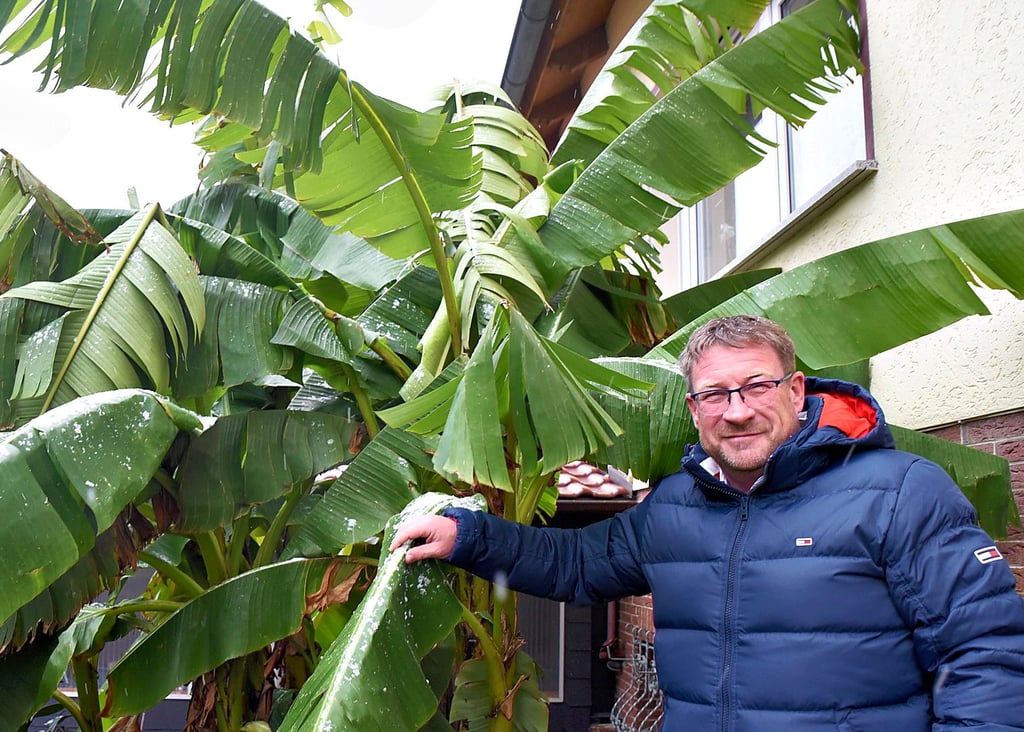 Bert Knoblauch hatte bis vor wenigen Tagen eine Bananenstaude vor der Tür.