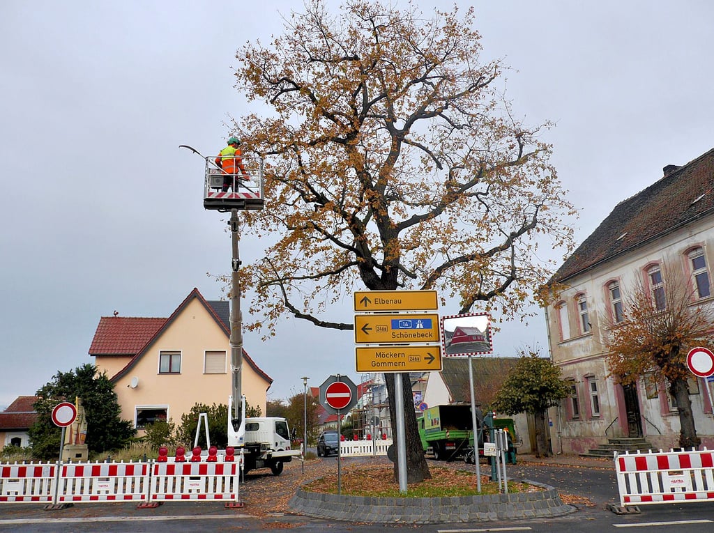 Die Eiche in Plötzky an der B246a wird beschnitten.