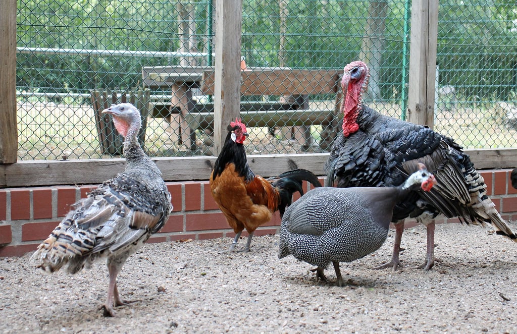 Truthahn, Perlhuhn und Haushuhn im Wildpark Weißewarte. Auch sie müssen wohl bald ausziehen.