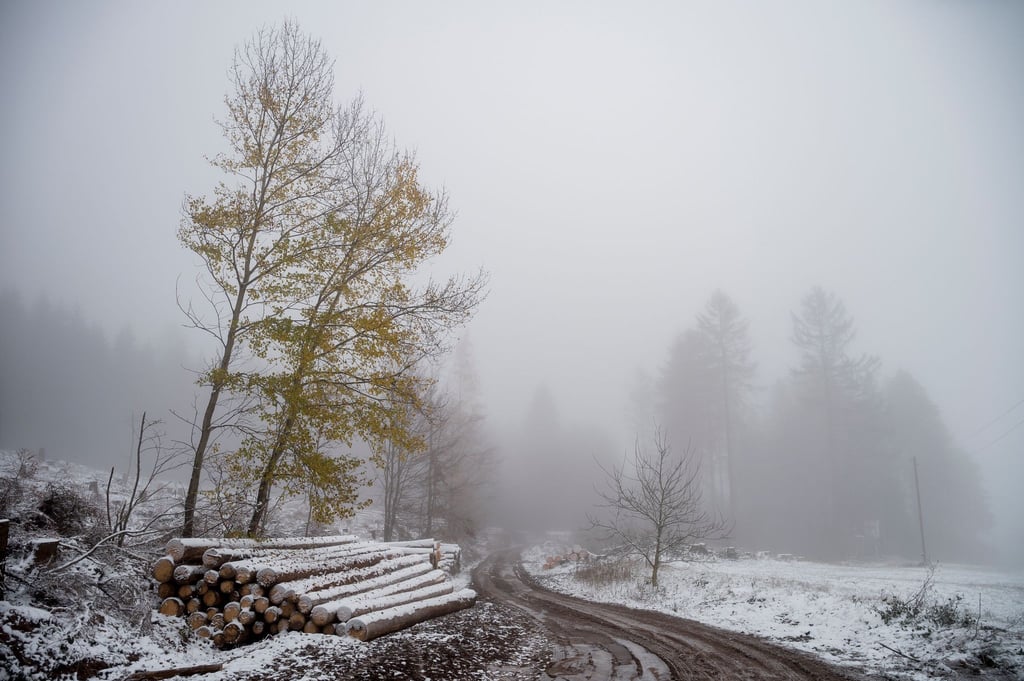 Neben einem Forstweg liegt ein mit Schnee bedeckter Holzstoß.