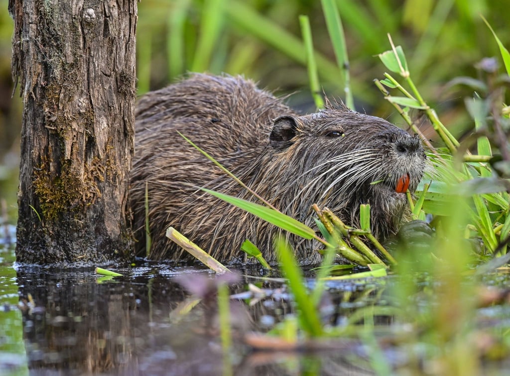 Eine Nutria frisst Wasserpflanzen am Ufer eines Gewässers.