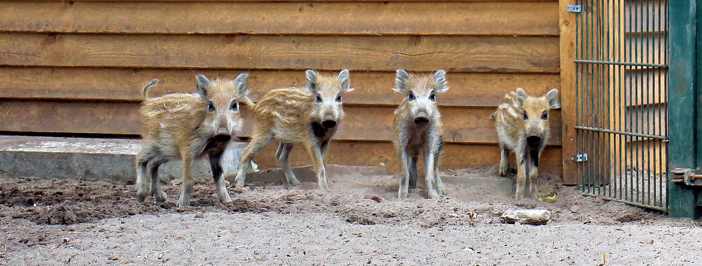 Schließung: Wildpark Weißewarte: Ex-Interessent Verteilt Jetzt Die Tiere