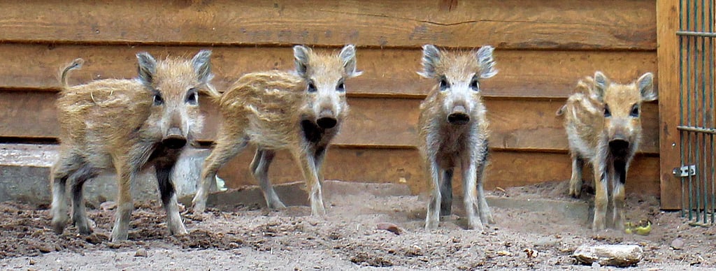 Wildschwein-Nachwuchs im Wildpark Weißewarte im Sommer dieses Jahres.