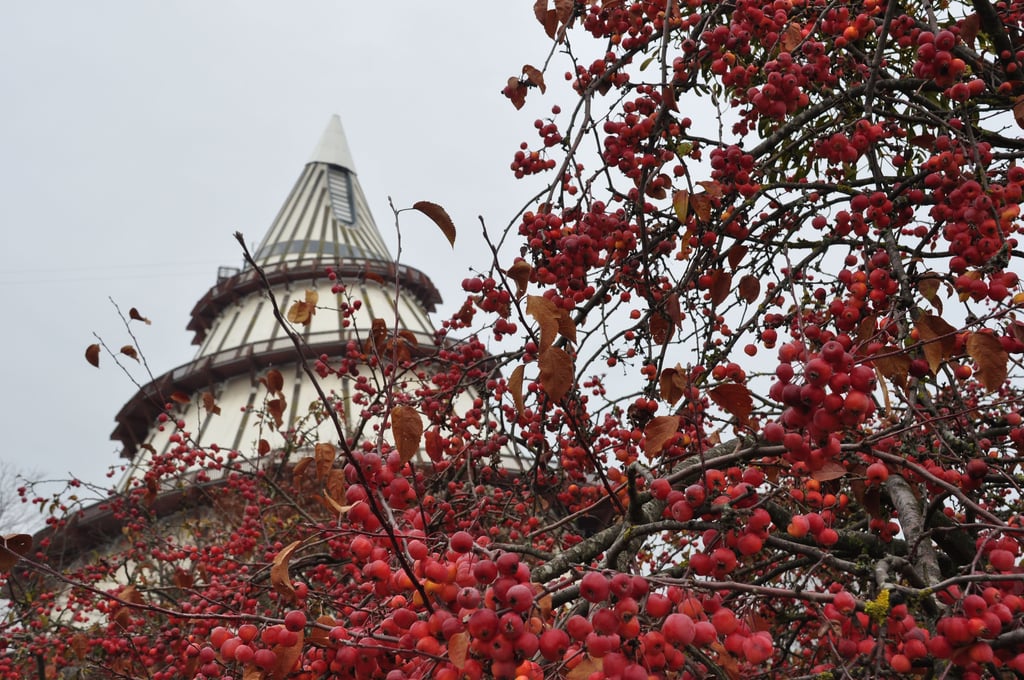 Spätherbstimpressionen locken dieser Tage in den Elbauenpark. Hier im Bild ist der Jahrtausendturm zu sehen, der bis zum 31. März geschlossen bleibt.
