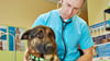 Der Aderstedter Tierarzt Dirk Große behandelt einen Schäferhund in seiner Praxis.