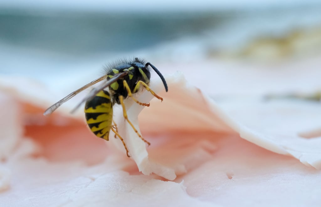 Mark Beneckes Arbeitsschwerpunkt sind die Insekten.