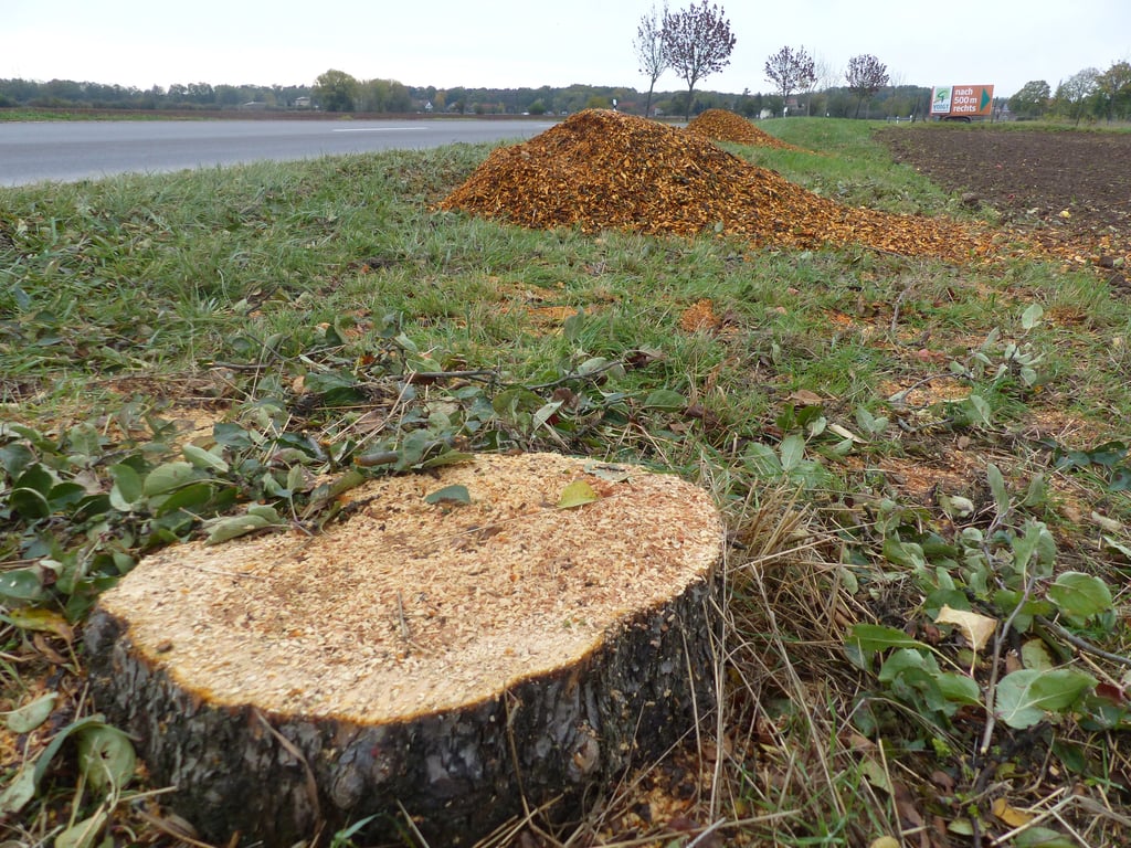 Etwa 200 Fälle sollen in Köthen gefällt werden.