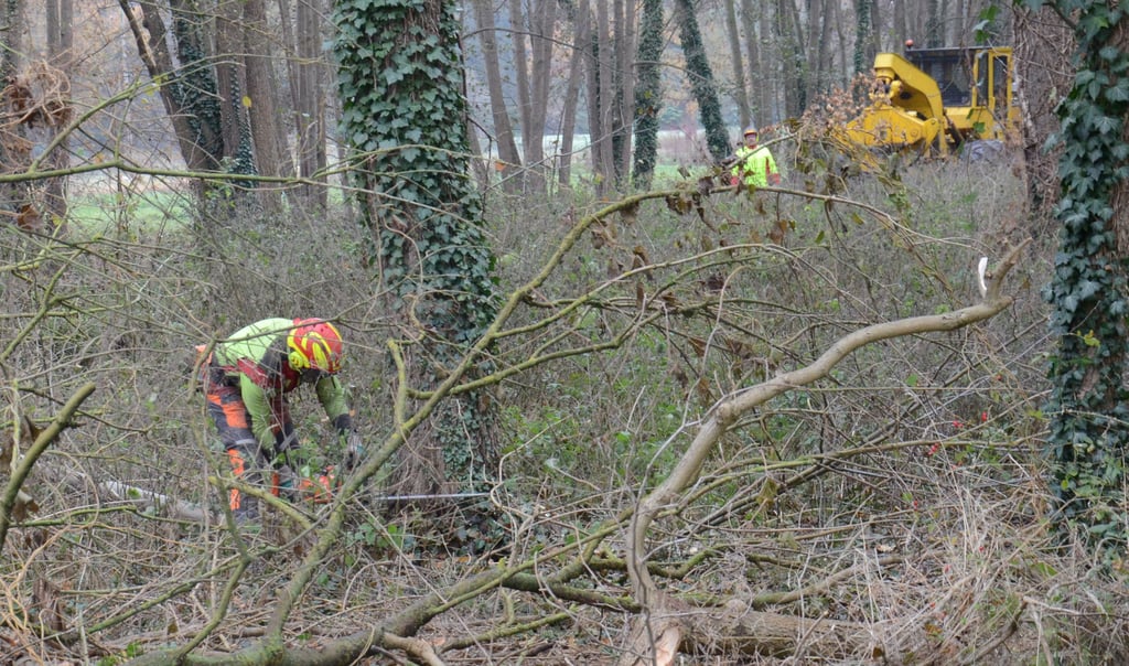 Toni Klabis (vorn) und Kai Kepplinger, Mitarbeiter einer Kalbenser Forstdienstleistungsfirma, fällen eine Esche im Kurpark. In den kommenden Wochen werden weitere Bäume fallen.