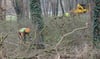 Toni Klabis (vorn) und Kai Kepplinger, Mitarbeiter einer Kalbenser Forstdienstleistungsfirma, fällen eine Esche im Kurpark. In den kommenden Wochen werden weitere Bäume fallen. 