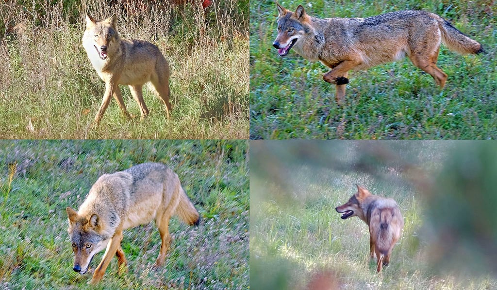 Der Beweis: MZ-Fotograf André Kehrer hielt diesen Wolf im Herbst 2019 auf BUND-Flächen im Goitzschewald fest.