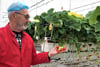 Tomaten und Paprika sind schon aus, Erdbeeren werden aber noch geerntet - hier Projektmanager Helmut Rehhahn.