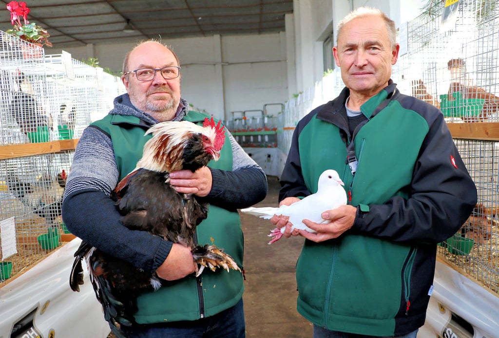 Beide sind Vereinsmeister in Zahna, Reinhard Schindler bei den großen Hühnern und Paul Liermann bei den Tauben.