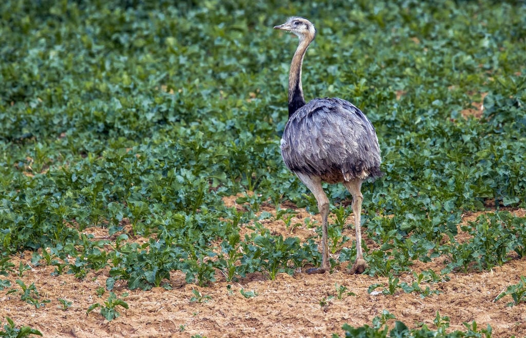 Bei der Zählung von Europas einziger wilder Nandu-Population Ende Oktober entdeckten die Helfer 144 der flugunfähigen Großvögel.