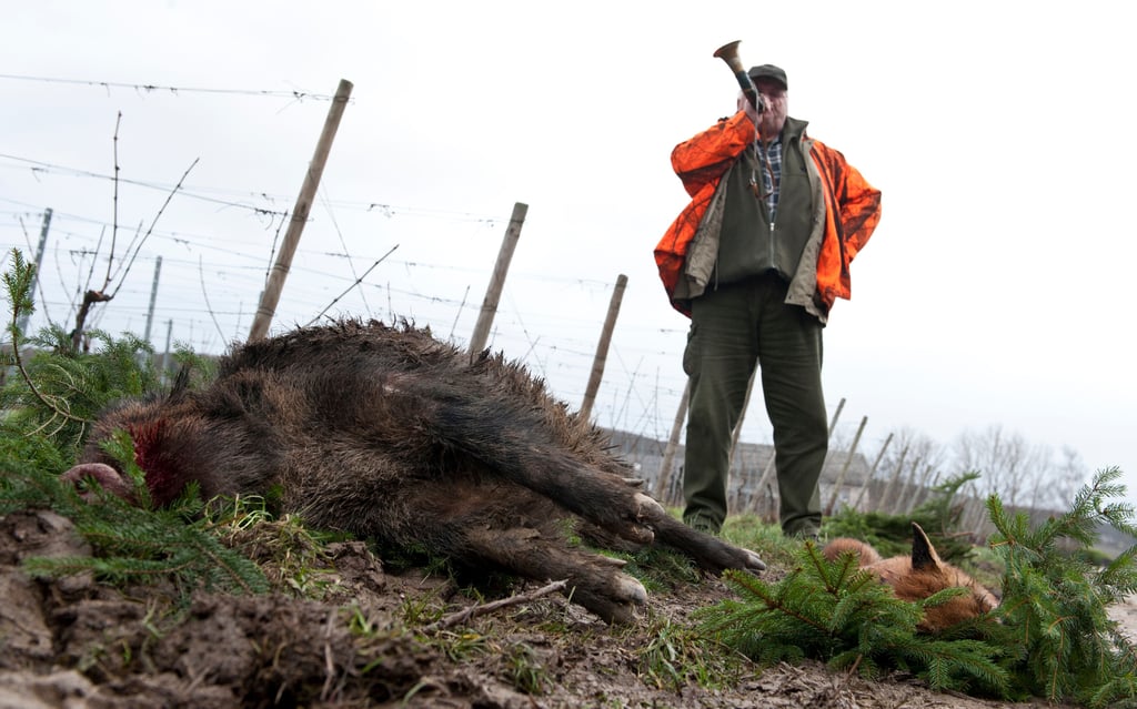 Mit Jagdhörnern wird bei einer Jagd kommuniziert. In Gardelegen werden am Freitag keine einfachen kleinen, sondern große Parforcehörner bei der Hubertusmesse in der Marienkirche erklingen.