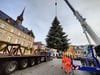 Der Weihnachtsbaum für Lützen ist am Dienstag auf dem Markt eingeschwebt. Es handelt sich um eine Korea-Tanne aus Göthewitz.
