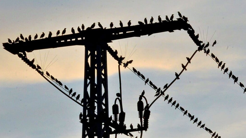 Wenn zahlreiche Vögel von einer Stromleitung auffliegen, kann es laut Avacon zu Stromausfällen kommen.
