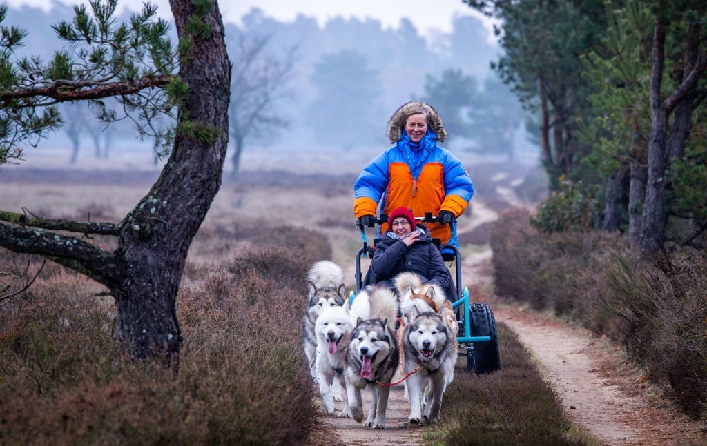 Alexandra Krüger, deutsche Meisterin im Schlittenhunderennen, steuert mit gerufenen Kommandos ihre sieben Alaskan-Malamutes.
