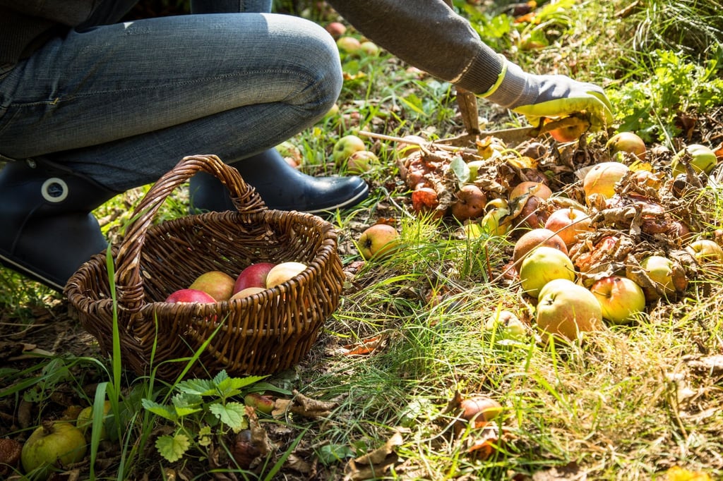 Beim Sammeln von Fallobst müssen Früchte mit faulen Stellen aussortiert werden.