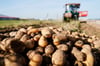 Ein Traktor fährt bei der Ernte von Kartoffeln über einen Acker.