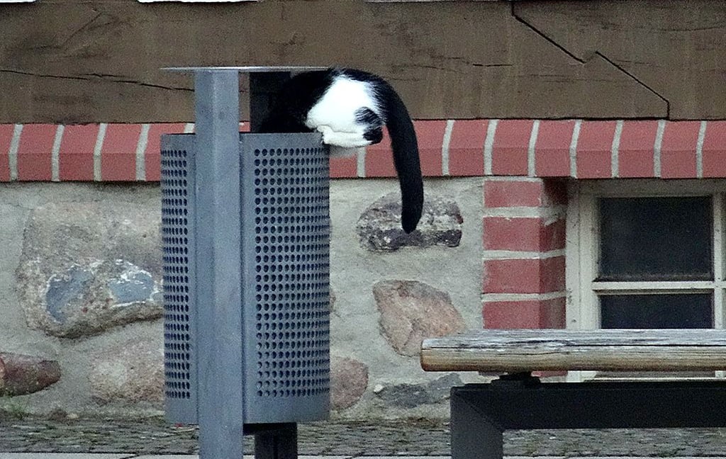 Ein Katze auf dem Großen Markt in Osterburg. Koordiniert über die Stadt wurden in diesem Jahr 22 Streuner kastriert.