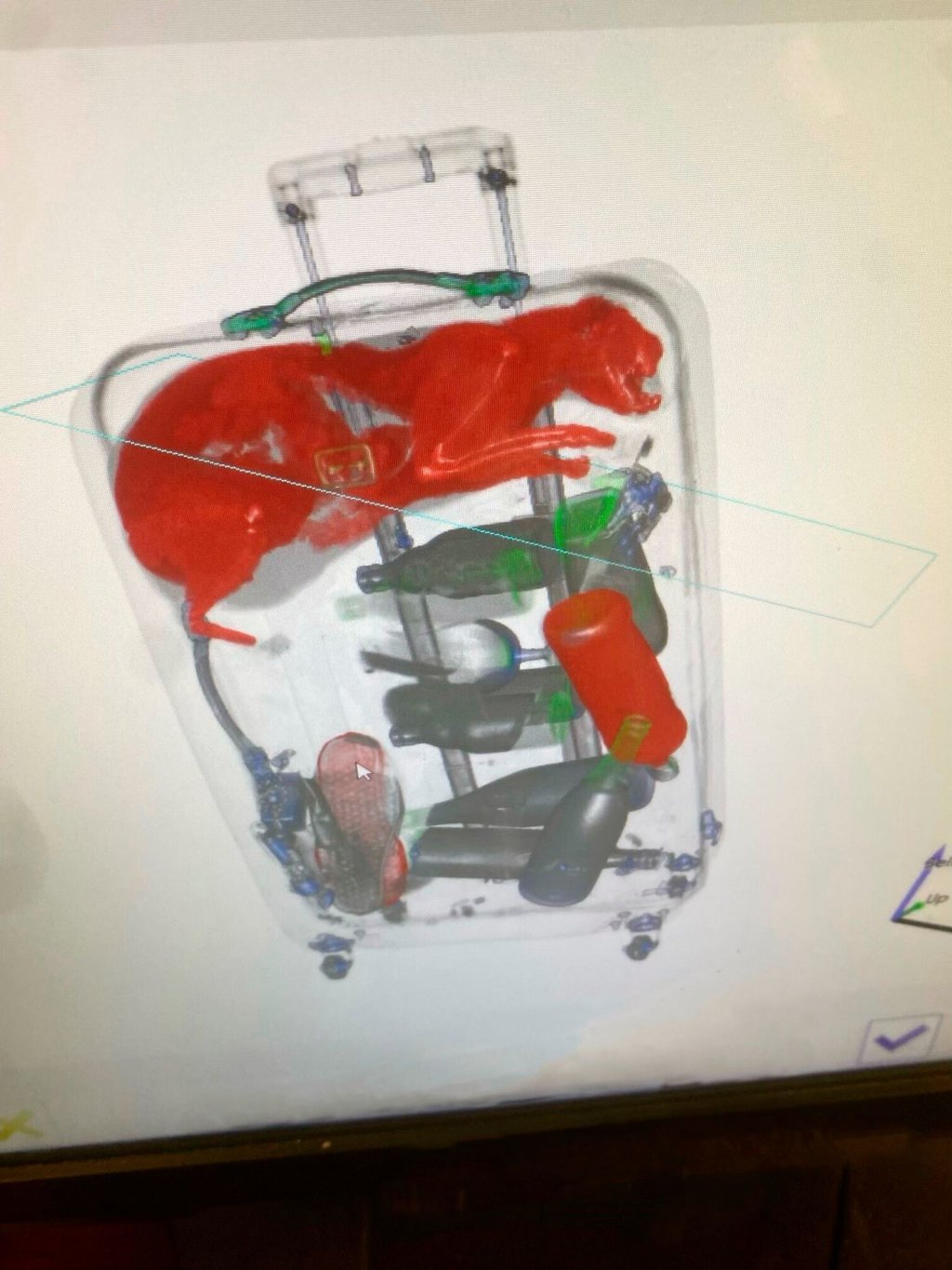Das Sicherheitspersonal am John F. Kennedy Flughafen in New York hat eine Katze im Koffer eines Passagiers gefunden.
