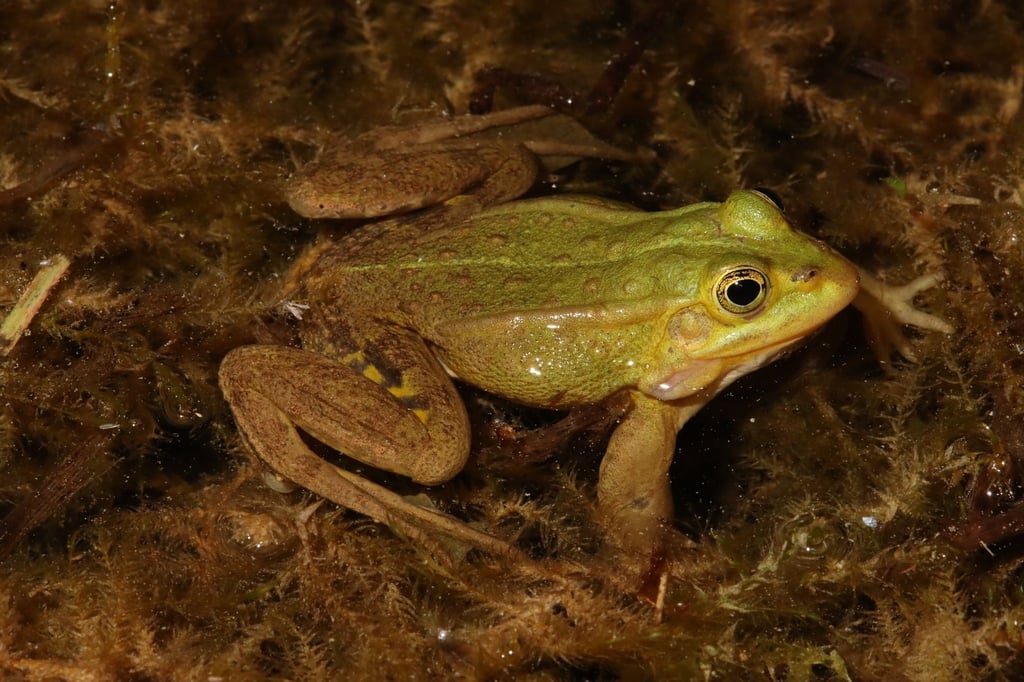 Ein Kleiner Wasserfrosch in einem Gewässer.