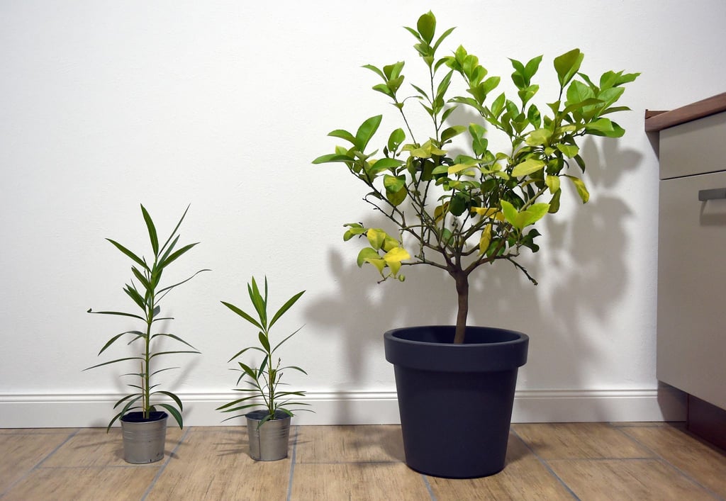 Oleander und Zitronenbäume, die im Haus überwintern, können auch etwas wärmer stehen.