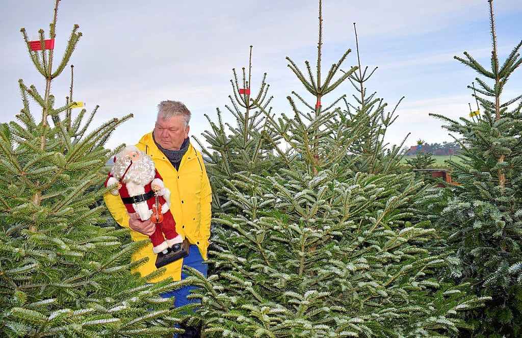 Bernhard Franke war gestern den ganzen Tag mit den Vorbereitungen im Tannenidyll beschäftigt. Der Weihnachtsmann gehört zur Deko.