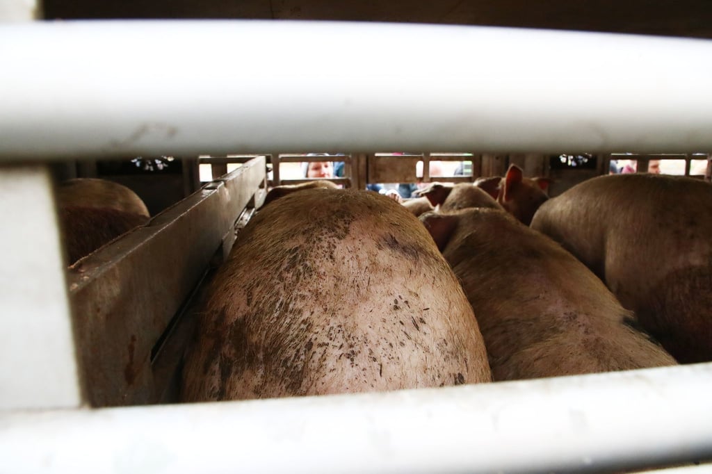 Schweine in einem Thüringer Schlachthof.