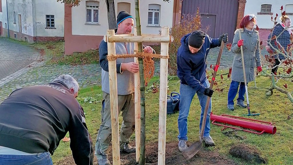 Der Natur- und Verschönerungsverein pflanzt den ersten von drei Bäumen der Aktion „Mein Baum für Frose“ an der Ascherslebener Straße.