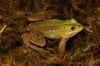 Der Kleine Wasserfrosch ist von der Deutschen Gesellschaft für Herpetologie und Terrarienkunde (DGHT) zum „Lurch des Jahres“ ernannt worden.