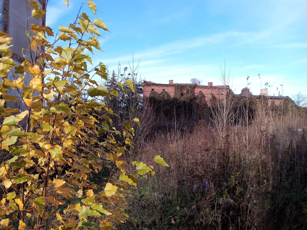 Blick über eine der Brachen an der Sieverstorstraße in Magdeburg. Hier sollten neue Wohnungen entstehen.