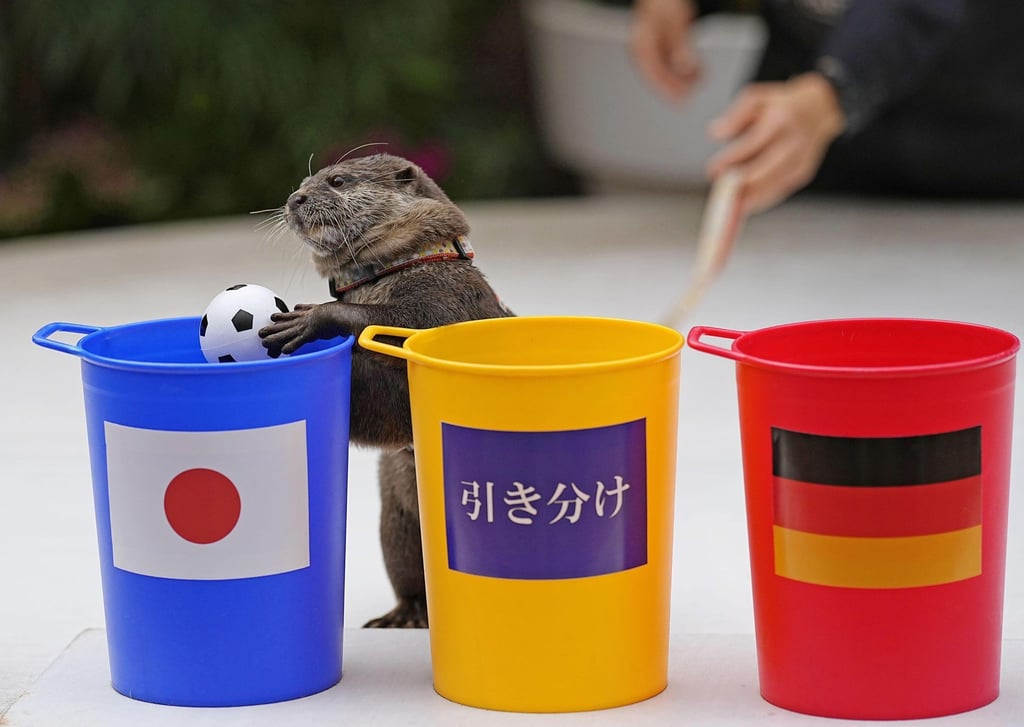 Taiyo, ein Flussotter im Maxell Aqua Park Shinagawa in Tokio, sagte den Sieg Japans gegen Deutschland voraus.