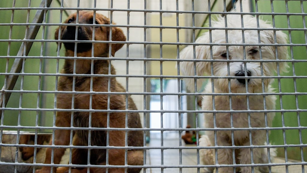 Sowohl Tierhalte als auch Tierheime leiden unter den gestiegenen Tierarztkosten. Foto: Axel Heimken/Symbol/