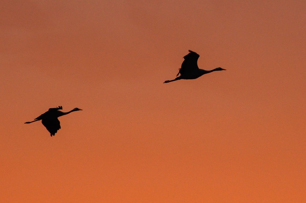Kraniche fliegen während des Sonnenaufgangs am Himmel über Sachsen-Anhalt.