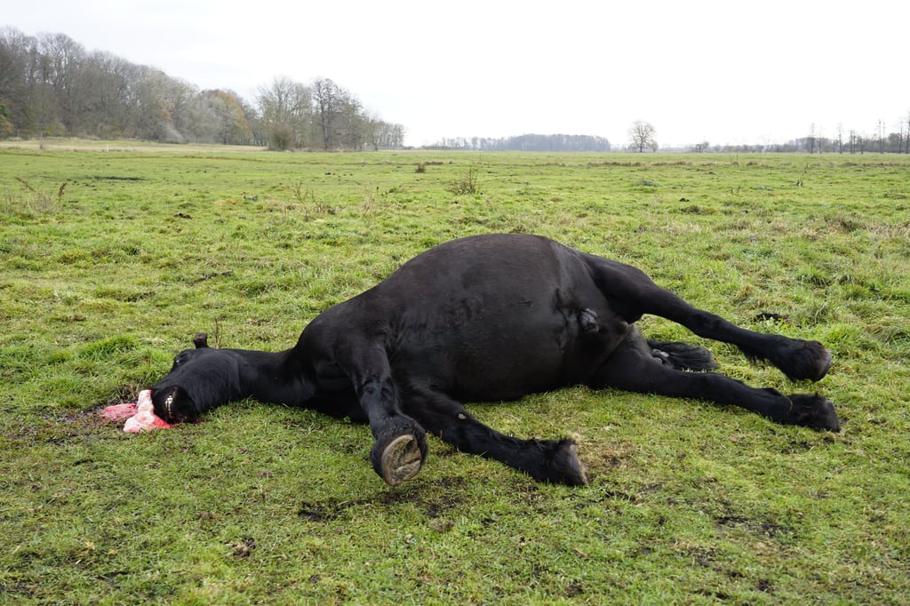 Das Pferd starb laut tierärztlicher Untersuchung an einem Lungenriss infolge einer Überanstrengung.