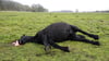 Das Pferd starb laut tierärztlicher Untersuchung an einem Lungenriss infolge einer Überanstrengung.