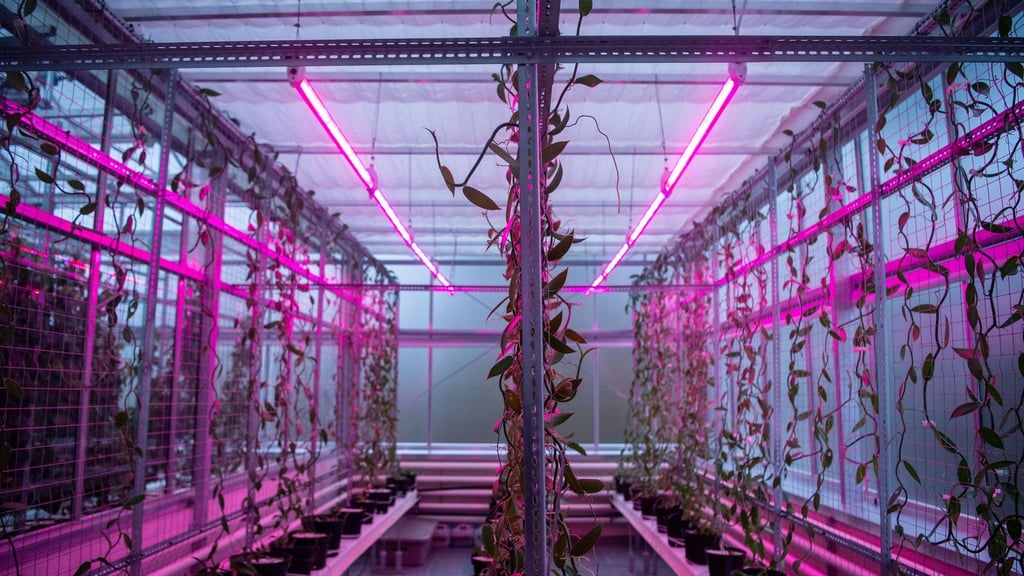 Vanilleschoten werden in einer Versuchskammer herangezogen. Mit der Indoorfarm sollen unter anderem vor dem Hintergrund des Klimawandels Ernährungsfragen der Zukunft erforscht werden.