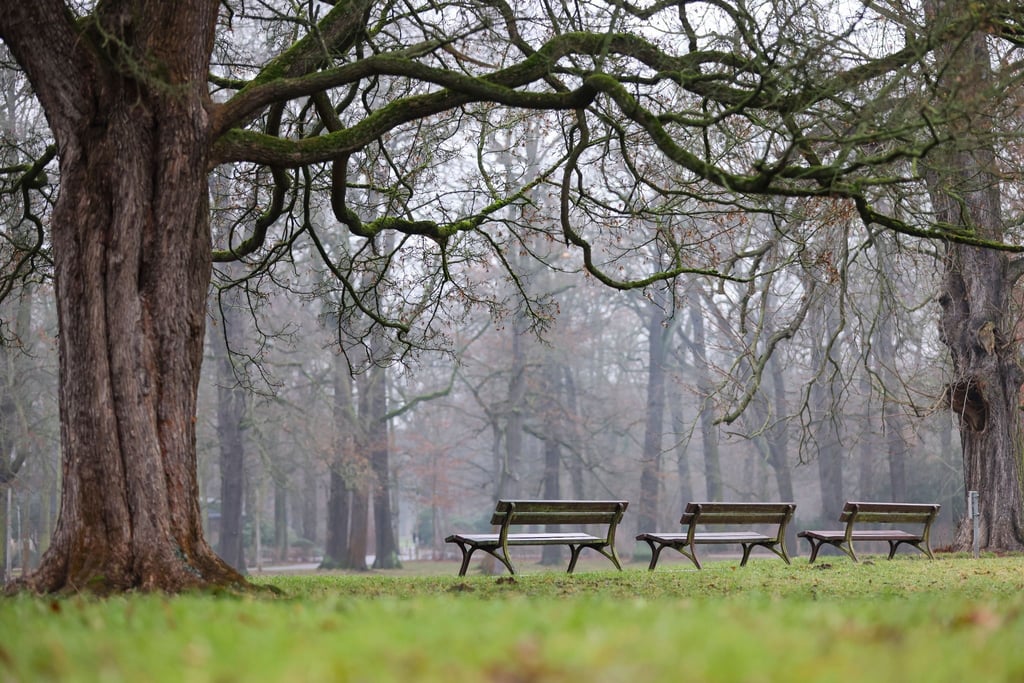 Drei leere Parkbänke stehen bei trübem Wetter in einem Park.