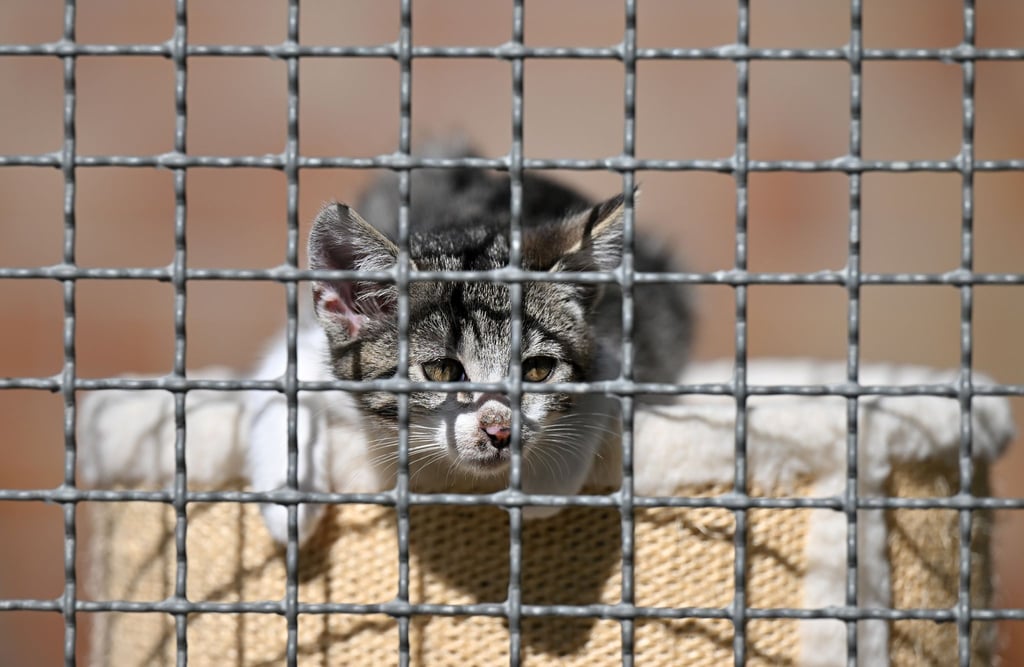 Der Deutsche Tierschutzbund befürchtet angesichts gestiegener Preise eine neue Abgabewelle von Haustieren und das Aus vieler Tierheime.