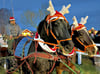 Beim „Reiten im Advent" auf dem Barleber Anger sorgten geschmückte Pferde für Hingucker.