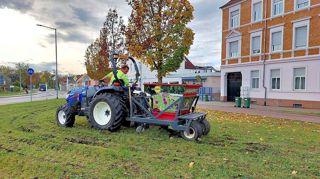 Eine holländische Spezialfirma brachte vor wenigen Tagen maschinell Blumenzwiebeln und Saatgut in den Boden.