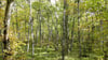 Moor-Birken in einem Wald im Roten Moor in der Röhn. Die Moor-Birke ist „Baum des Jahres“ 2023.