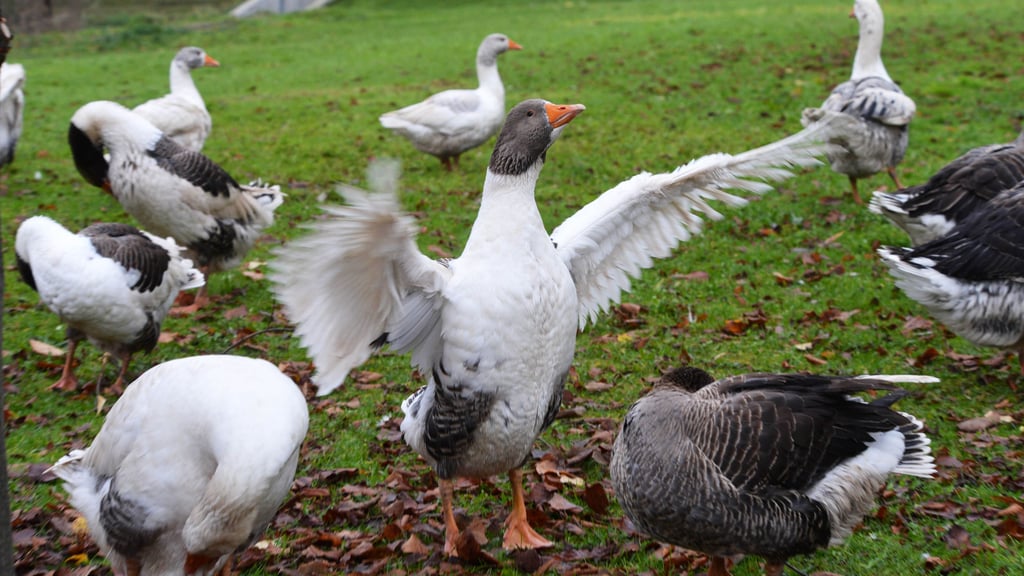 So manche Gans wird in diesem Jahr wohl auch nach dem Weihnachtsfest noch fröhlich weiter flattern können.