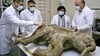 Ein internationales Wissenschaftler-Team untersucht am 23.10.2007 im russischen Salechard (Jakutien) die Überreste des Mammut-Babys Ljuba, das in der Nähe des Ortes im Permafrostboden entdeckt wurde. Funde wie diese könnten unbekannte Viren freisetzen.