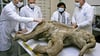 Ein internationales Wissenschaftler-Team untersucht am 23.10.2007 im russischen Salechard (Jakutien) die Überreste des Mammut-Babys Ljuba, das in der Nähe des Ortes im Permafrostboden entdeckt wurde. Funde wie diese könnten unbekannte Viren freisetzen.