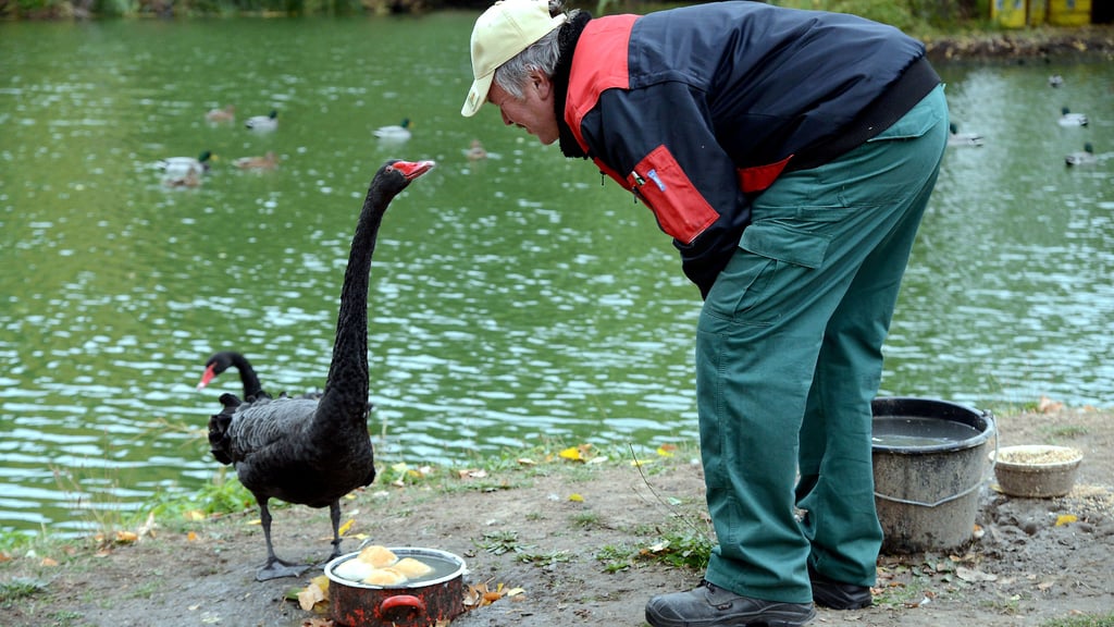 Diese Aufnahme stammt aus dem Jahr 2018. Schwanenvater Karl-Heinz Heier füttert den Trauerschwan Willi, der damals schon mehr als fünf Jahre auf dem Teich lebte.
