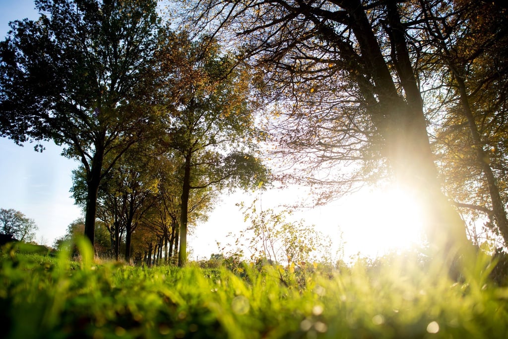 Die Sonne geht nahe einer Allee im Ortsteil Bokel über einem Feld unter.