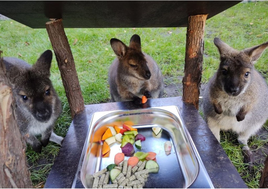 Bennett-Kängurus im Tierpark Luckenwalde, aufgenommen im Oktober 2022.