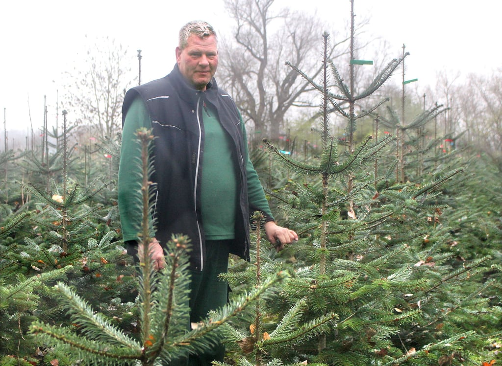 Helge Beckurs hat für das Weihnachtsbaumschlagen in den nächsten Wochen auf seiner Plantage schon alles vorbereitet, aber auch die übrige Zeit des Jahres gibt es hier reichlich zu tun.